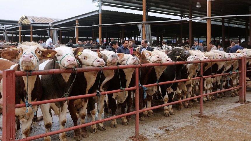 Sakarya Canlı Hayvan Borsası yeniden hizmet vermeye başladı
