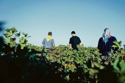 Suya sahip çıkmak için tarlada iş birliği