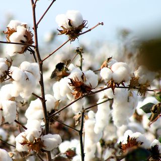 Pamukta Kötü Senaryo: Üretim 80 bin tonlara kadar düşebilir