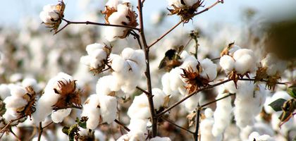 Pamukta Kötü Senaryo: Üretim 80 bin tonlara kadar düşebilir