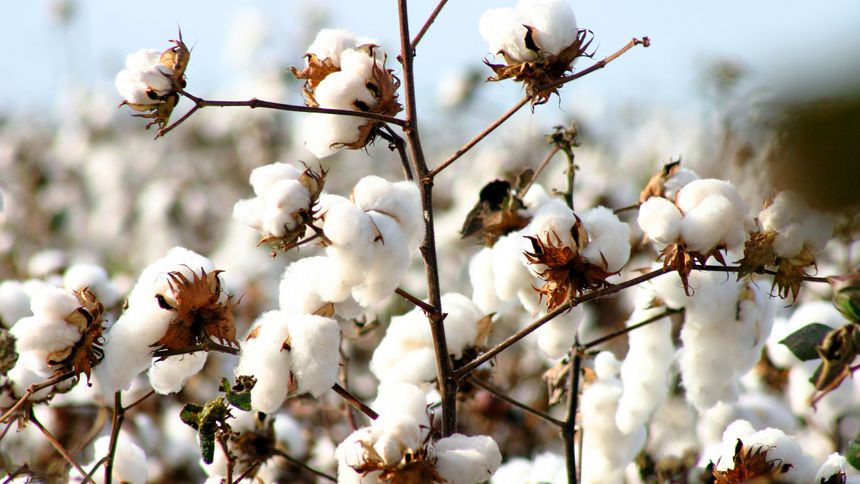 Pamukta Kötü Senaryo: Üretim 80 bin tonlara kadar düşebilir
