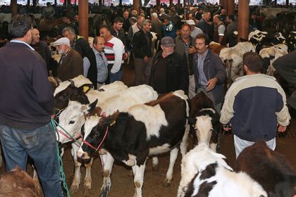 STB canlı hayvan borsasında kiralama dönemi, 21 Nisan’da başlayacak