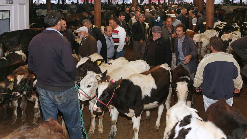 STB canlı hayvan borsasında kiralama dönemi, 21 Nisan’da başlayacak