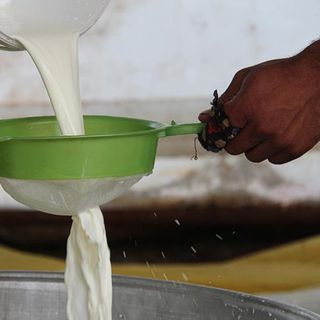 İnek sütünün yağ değerlerinde değişiklik