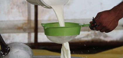 İnek sütü miktarı yıllık yüzde 1,1 azaldı