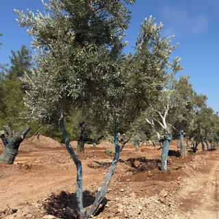 Yeniköy-Kemerköy Enerji, zeytin ağaçlarını taşımaya “bilim”le başladı