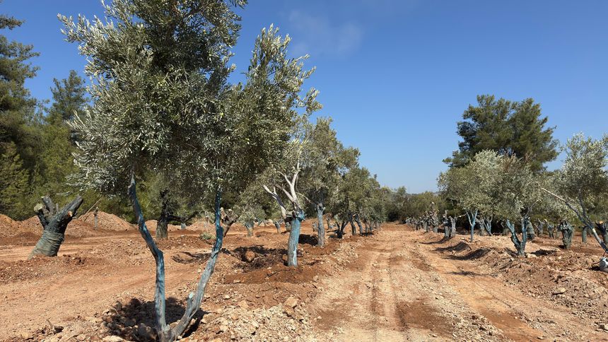Yeniköy-Kemerköy Enerji, zeytin ağaçlarını taşımaya başladı