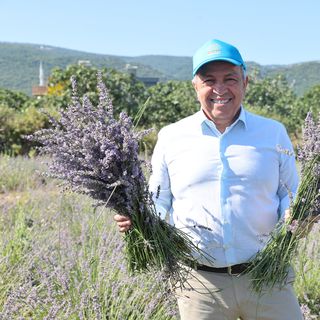 Nilüfer’de lavanta hasadı başladı