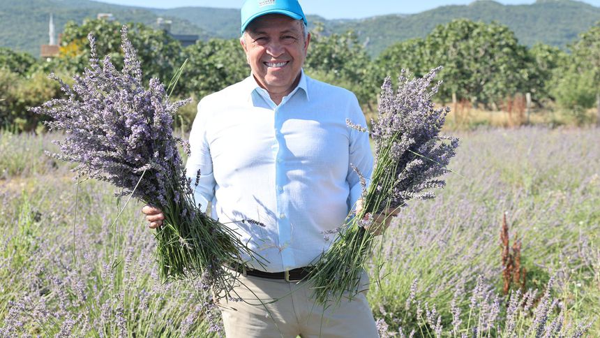 Nilüfer’de lavanta hasadı başladı