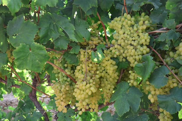 doppelganger1