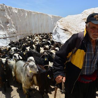 Küçükbaş hayvan yetiştiriciliği için 13 maddelik öneri