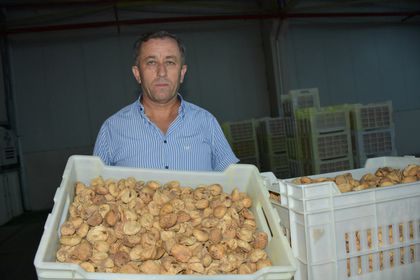 Kuru incir alım fiyatları açıklandı