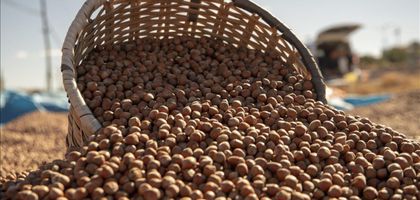 Fındık arzı ve ihracatında yarı yarıya gerileme var!