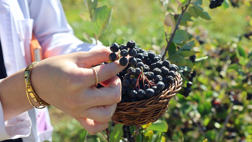 Aronya meyvesinin Bayburt'ta üretimi yaygınlaşacak