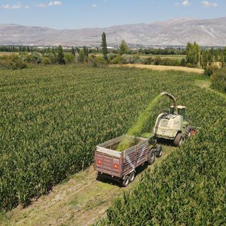 Üreticilere kasımda 376,8 milyon TL ödendi