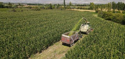 Üreticilere kasımda 376,8 milyon TL ödendi