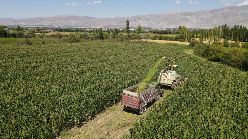 Erzincan'da silajlık mısır üretimi 4 bin dekar arttı